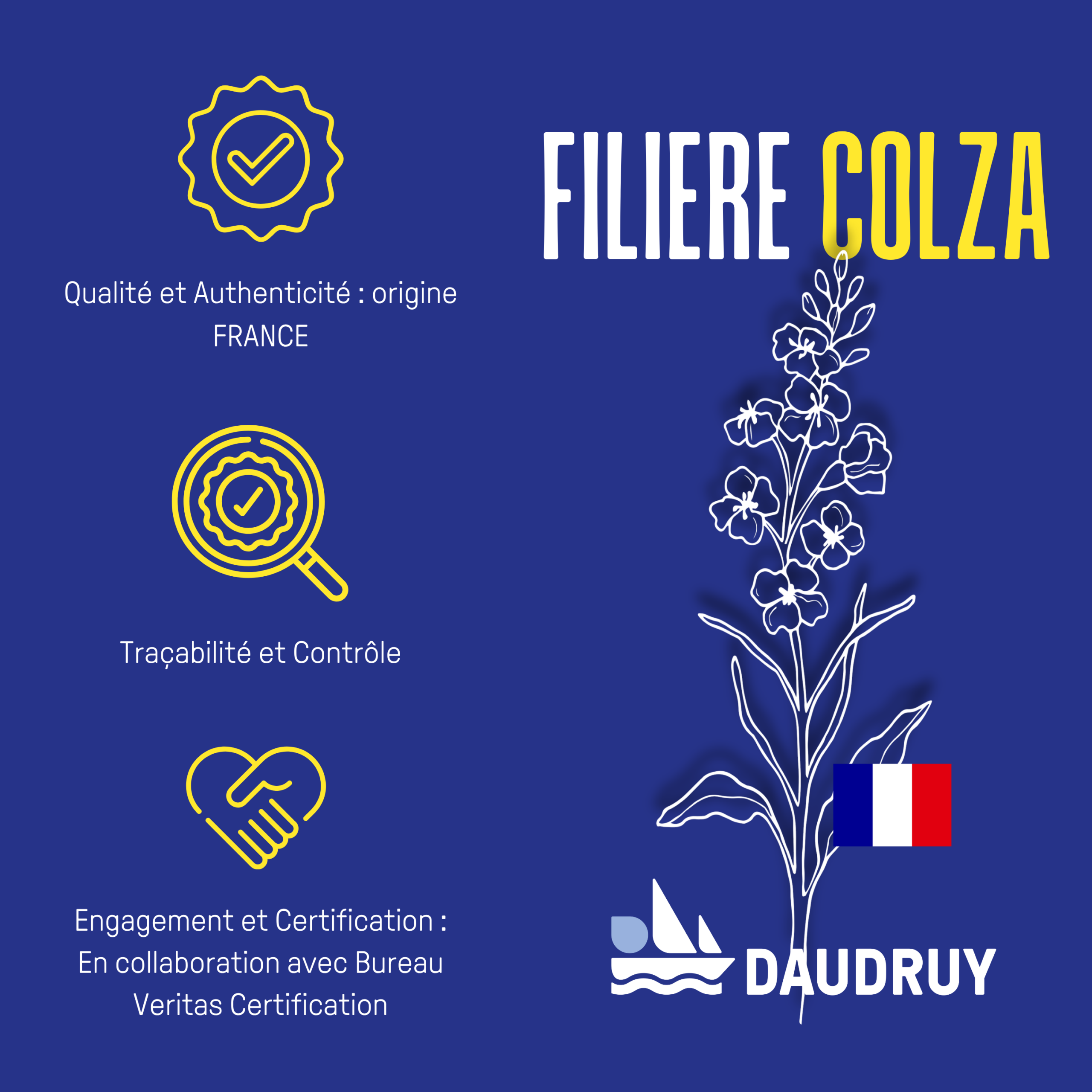 filière colza Daudruy